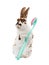 Standing smiling bunny holds in its paws a children`s toothbrush