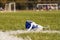 Standing sports shoe on a background of football field with the players. Selective focus.