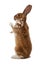 Standing spotted rabbit isolated on a white