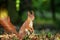 A standing squirrel in a forest