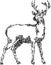 Standing stag line art abstract