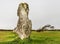 Standing stones in Brittany.