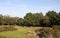 Standing Stones in the Clearing