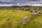 Standing Stones of Tomnaverie