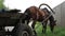Standing stopped horse cart, grazing harnessed animal in village