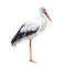 Standing stork bird isolated on white background