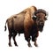 Standing strong bison, a cute animal
