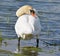 Standing Swan preening