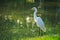 Standing tall and proud, is a beautiful, orange beaked, white egret on the edge of a beautiful green pond and a bright grassy-gree