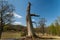 Standing trunk of a big dead oak tree