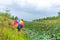 Standing umbrella, looking at the lotus pond