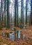 Standing water in woods in April in Maine, US