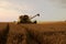 Standing wheat, harvest time.