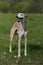 Standing Whippet dog