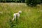 Standing white saluki