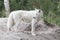 Standing white wolf