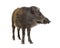 Standing Wild boar, isolated