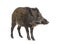 Standing Wild boar, isolated