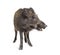 Standing Wild boar, isolated