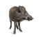 Standing Wild boar, isolated