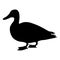 Standing wild duck. Silhouette. Vector illustration isolated on a white background