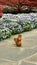 Standing wild squirrel with blooming flowers and tree background