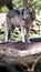 Standing Wolf North American Timberwolf Alone