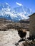 Standing yak, stone barn, snow mountains in himalayas