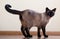 Standing young adult siamese cat