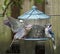 Standoff between Dove and Blue Jay at Bird Feeder