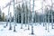 Stands of birch trees. Jumping Pound Demonstration forest Natural Area, Alberta, Canada