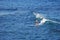 Standup paddle boarder surfing off Heisler Park, Laguna Beach, California.