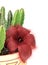 Stapelia