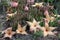 Stapelia in bloom