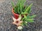 Stapelia Gigantea cactus planted in red pot