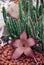 Stapelia grandiflora