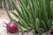 Stapelia grandiflora with big undiscovered bud