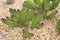 Stapelia Grandiflora Succulent Plant