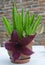 Stapelia grandiflora succulent plant with purple flower and flies