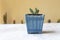 Stapelia orbea small plant in a decorative container