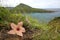 Stapelia plant in bloom