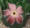 Stapelia scitula Or Small Starfish Flower