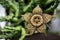Stapelia variegata flower
