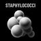 Staphylococci bacteria monochrome vector illustration on black background. Virus concept