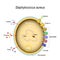 Staphylococcus aureus cell structure and pathogenic factors