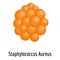 Staphylococcus aureus icon, cartoon style.