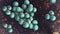 Staphylococcus lugdunensis bacteria, 3D illustration