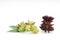 Star Anise