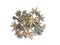 Star Anise