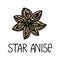 Star anise, hand-drawn doodle style element. Logo and emblem packaging design template - spices and herbs - aniseed